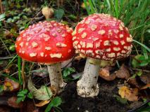 Fliegenpilz (Amanita muscaria) Pilz 2022 L. Klasing