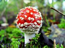 Fliegenpilz (Amanita muscaria) Pilz 2022 L. Klasing