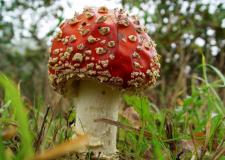 Fliegenpilz (Amanita muscaria) Pilz 2022 L. Klasing