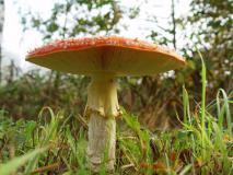 Fliegenpilz (Amanita muscaria) Pilz 2022 L. Klasing