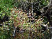 Frasers Auenhartheu (Triadenum fraseri)-L. Klasing