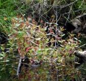 Frasers Auenhartheu (Triadenum fraseri)-L. Klasing