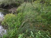 Frasers Auenhartheu (Triadenum fraseri)-L. Klasing