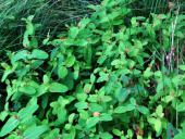 Frasers Auenhartheu (Triadenum fraseri)-L. Klasing