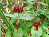 Frasers Auenhartheu (Triadenum fraseri)-L. Klasing