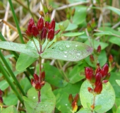 Frasers Auenhartheu (Triadenum fraseri)-L. Klasing