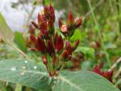 Frasers Auenhartheu (Triadenum fraseri)-L. Klasing