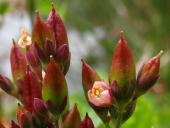 Frasers Auenhartheu (Triadenum fraseri)-L. Klasing