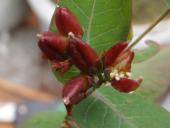 Frasers Auenhartheu (Triadenum fraseri)-L. Klasing