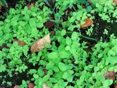 Frasers Auenhartheu (Triadenum fraseri)-L. Klasing