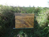 005-Freiland-Ausstellung-Spuren-im-Emsdettener-Venn-10.09.2017-L.-Klasing