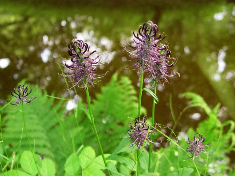 Teufelskralle (Phyteuma nigrum) Frischhofsbach Hauenhorst-L. Klasing