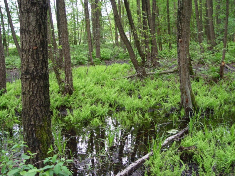 Sumpffarn (Thelipteris palustris) Frischhofsbach Hauenhorst-L. Klasing