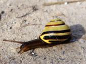 Hain-Bänderschnecke (Cepaea nemoralis)-L. Klasing