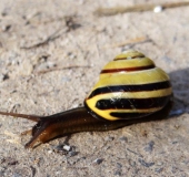 Hain-Bänderschnecke (Cepaea nemoralis)-L. Klasing