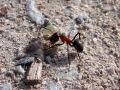 Rote Waldameise (Formica rufa)-L. Klasing