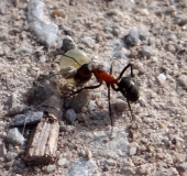 Rote Waldameise (Formica rufa)-L. Klasing