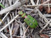 Feld-Sandlaufkäfer (Cicindela campestris)-L. Klasing
