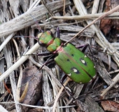 Feld-Sandlaufkäfer (Cicindela campestris)-L. Klasing