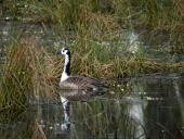 Kanadagans (Branta canadensis)-L. Klasing