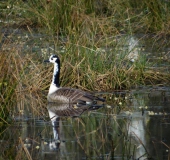 Kanadagans (Branta canadensis)-L. Klasing