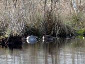 Krickente (Anas crecca)-L. Klasing