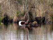 Löffelente (Anas clypeata)-L. Klasing