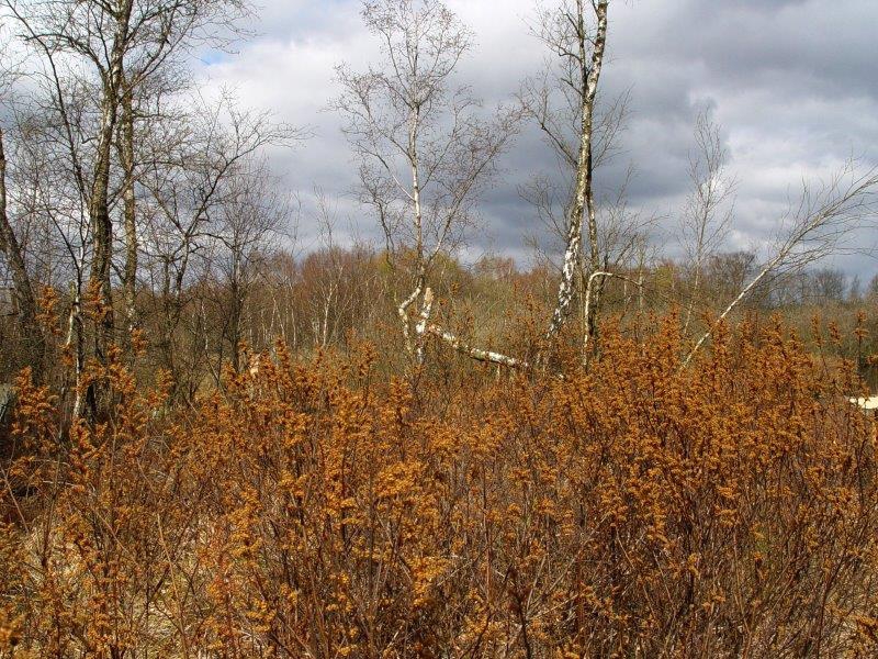 002-Blüte-Gagel-Myrica-gale-L.-Klasing