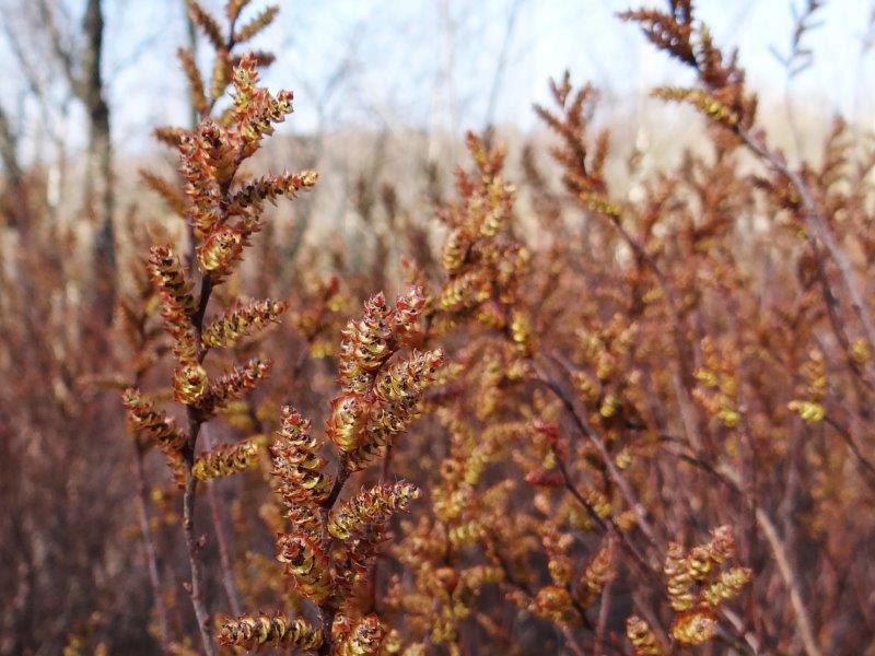 003-Blüte-Gagel-Myrica-gale-L.-Klasing