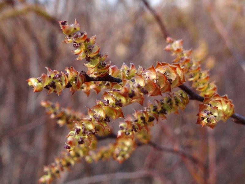 004-Blüte-Gagel-Myrica-gale-L.-Klasing