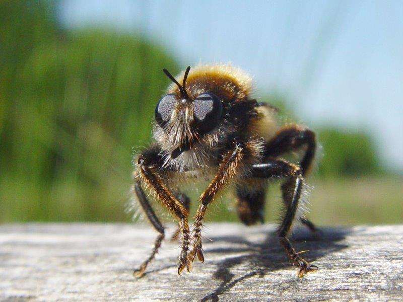 Gelbe-Mordfliege-M. (Laphria-flava)-L.-Klasing