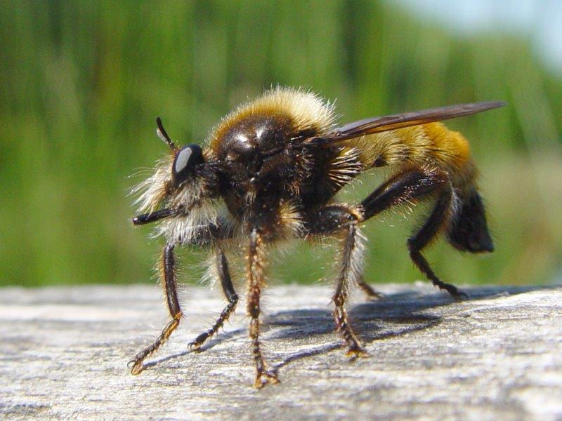 Gelbe-Mordfliege-M. (Laphria-flava)-L.-Klasing