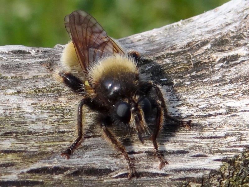 Gelbe-Mordfliege-W. (Laphria-flava)-L.-Klasing