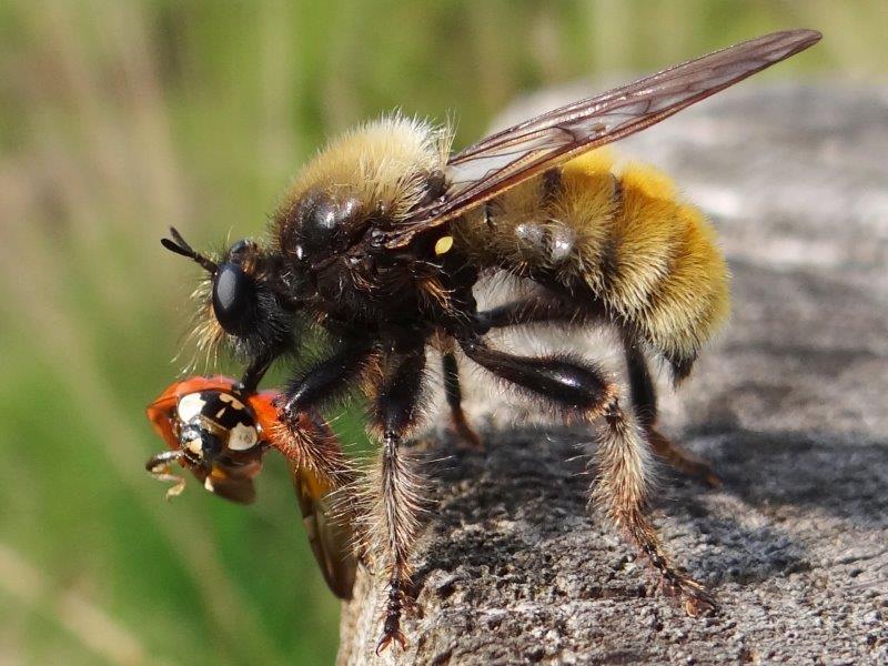 Gelbe Mordfliege W. (Laphria flava) mit Asiatischen Marienkäfer (Harmonia axyridis)-L .Klasing