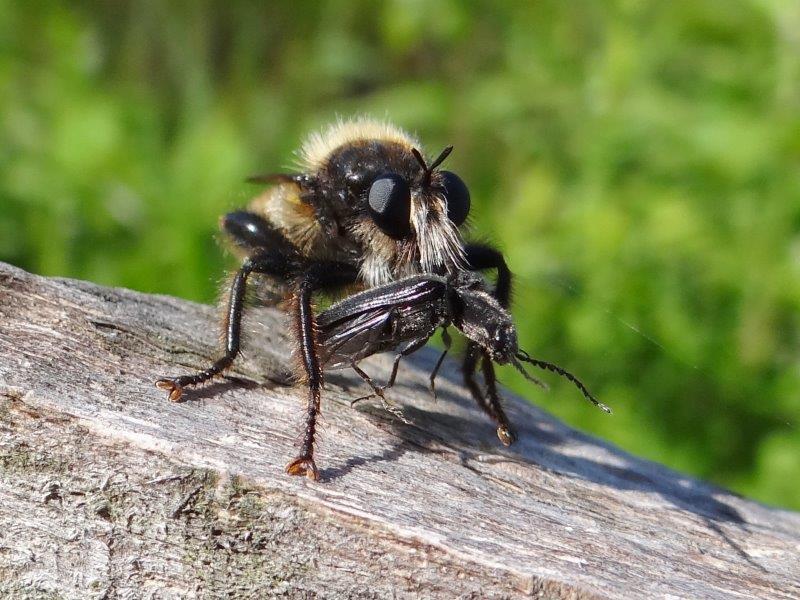 Gelbe Mordfliege M. (Laphria flava) mit Beute-L .Klasing