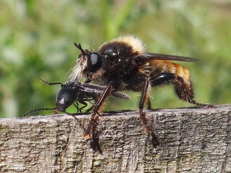 Gelbe Mordfliege M. (Laphria flava) mit Beute-L .Klasing