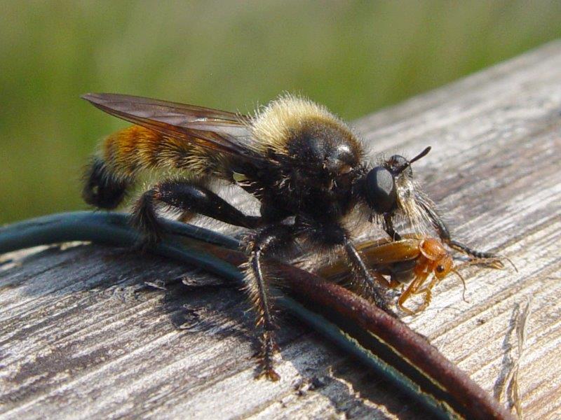 Gelbe Mordfliege M. (Laphria flava) mit Rotem Weichkäfer (Ranonycha fulva)-L .Klasing