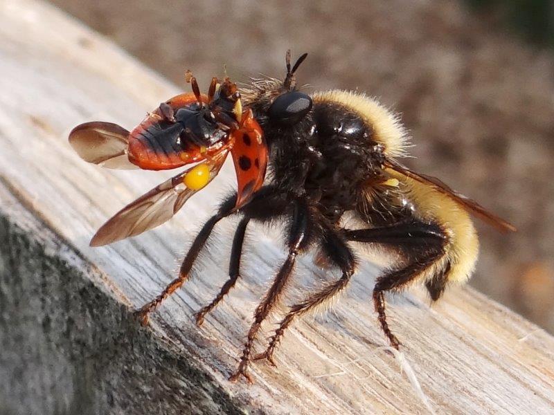 Gelbe Mordfliege W. (Laphria flava) mit Asiatischen Marienkäfer (Harmonia axyridis)-L .Klasing