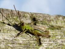 Gemeiner Grashüpfer Männchen  (Chorthippus parallelu) L. Klasing