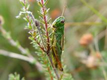 Gemeiner Grashüpfer Weibchen (Chorthippus parallelu) L. Klasing