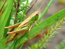 Gemeiner Grashüpfer Weibchen (Chorthippus parallelu) L. Klasing