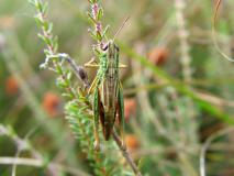 Gemeiner Grashüpfer Weibchen (Chorthippus parallelu) L. Klasing