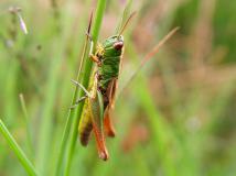 Gemeiner Grashüpfer Weibchen (Chorthippus parallelu) L. Klasing