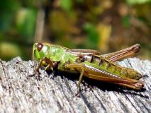 Gemeiner Grashüpfer Weibchen (Chorthippus parallelu) L. Klasing