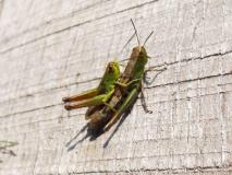 Liebe: Gemeiner Grashüpfer Weibchen (Chorthippus parallelu) L. Klasing