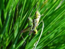 Paarung:  Gemeiner Grashüpfer Weibchen (Chorthippus parallelu) L. Klasing