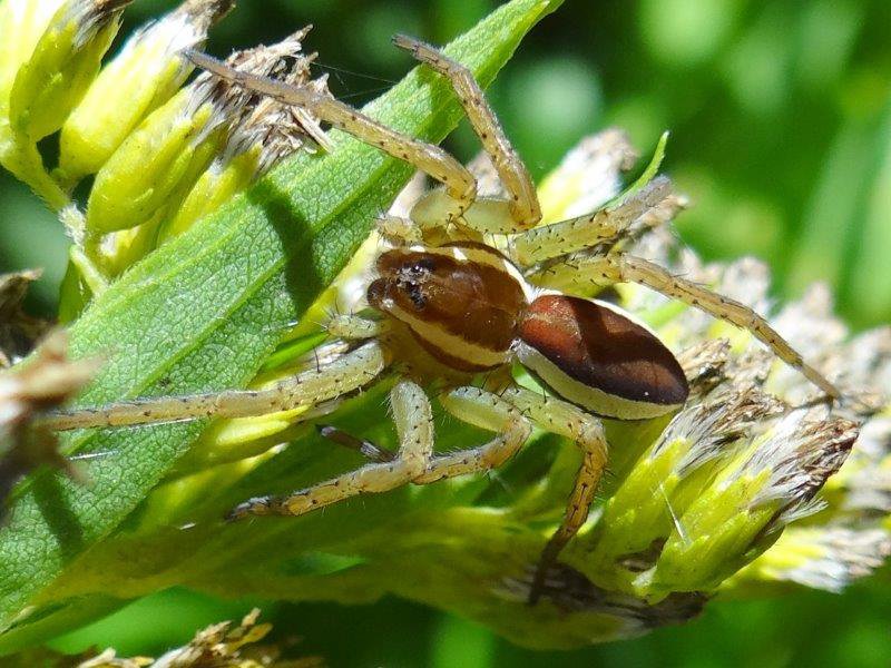 Spinne 2020 Gerandete Jagdspinne W.  (Dolomedes fimbriatus)-L. Klasing