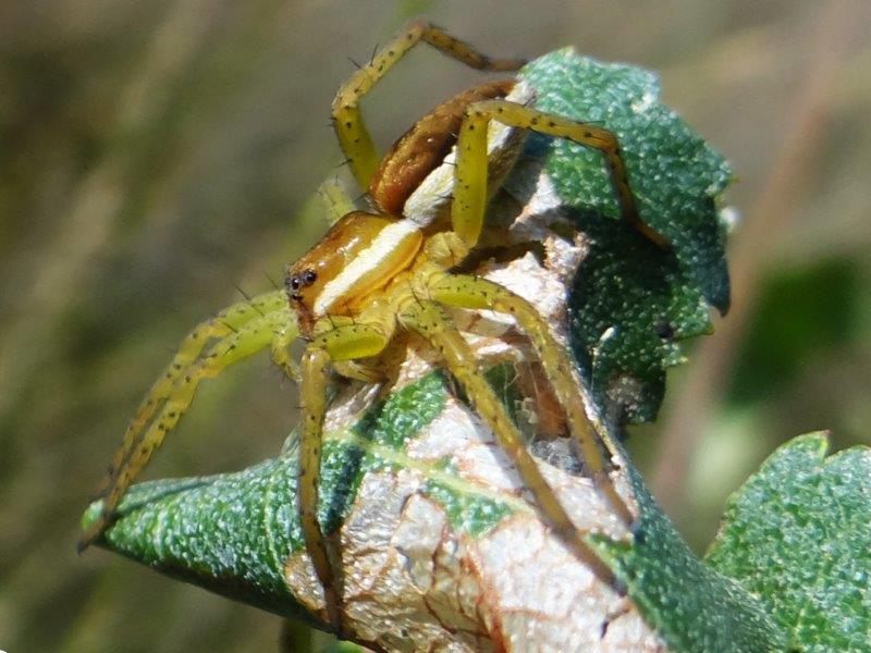 Spinne 2020 Gerandete Jagdspinne W.  (Dolomedes fimbriatus)-L. Klasing