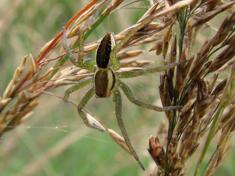 Spinne 2020 Gerandete Jagdspinne W.  (Dolomedes fimbriatus)-L. Klasing