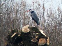 Graureiher (Ardea-cinerea) L. Klasing